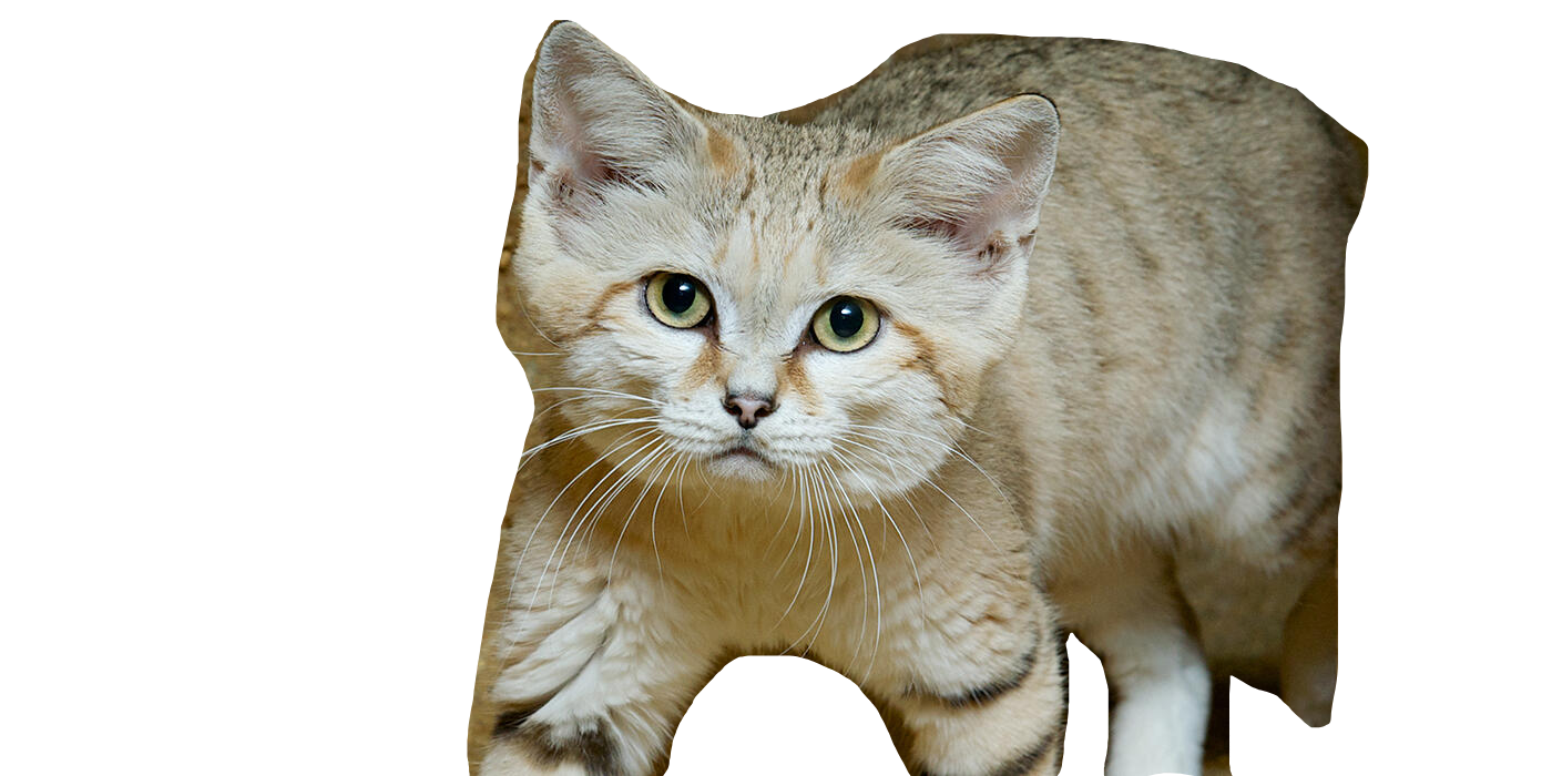 sandcat